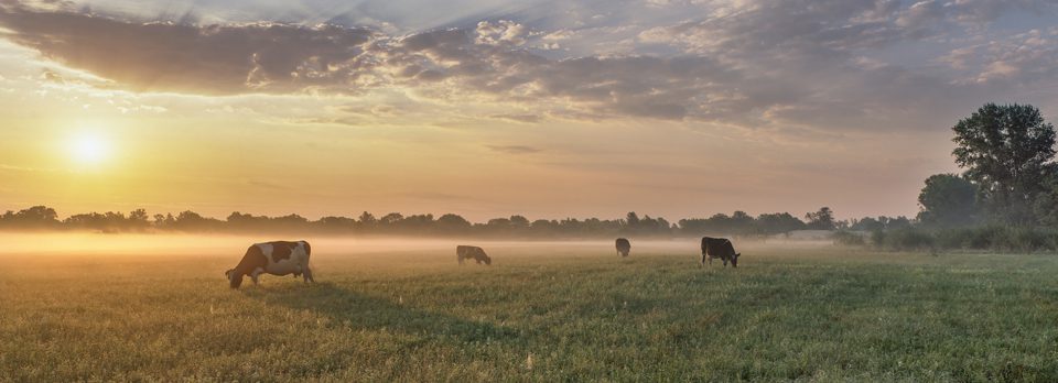 Bovine Collagen Vs Marine Collagen