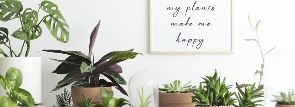 House Plants and Your Health