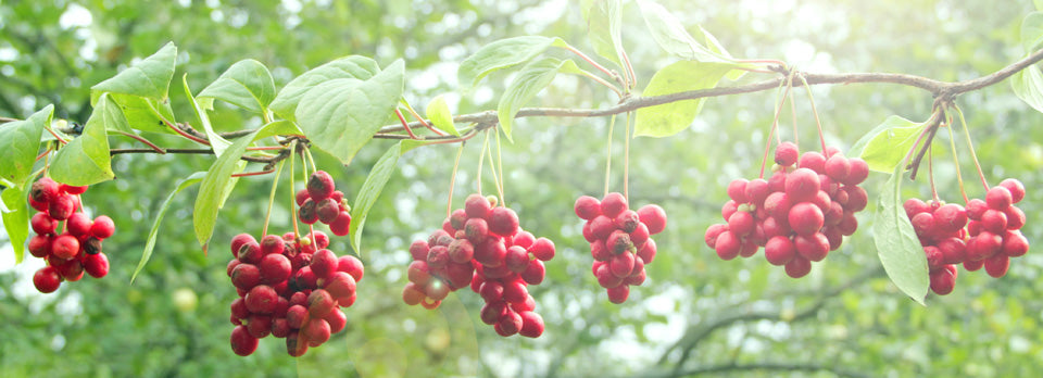 The Benefits of Schisandra